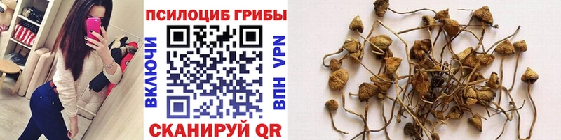 Купить закладки  Нестеровская  Галлюциногенные грибы GOLDEN TEACHER 